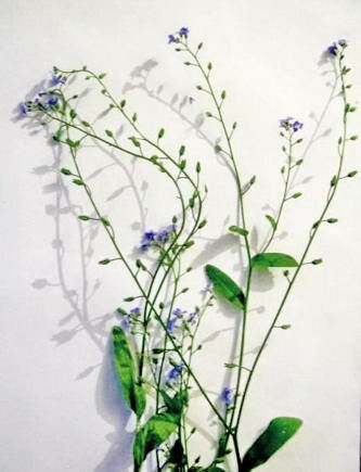 www.handykids.sbs lesson flower 003 Незабудки цветы