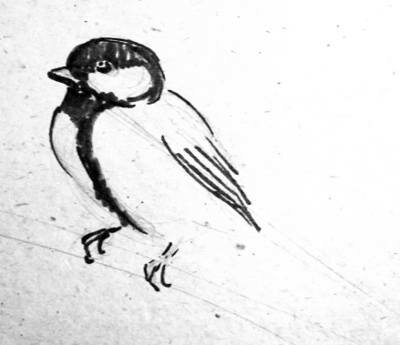 Рисунок синички - этап 2