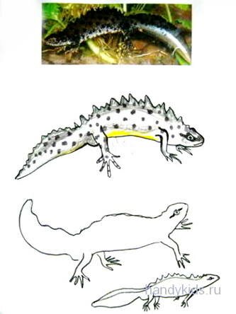 Рисунок тритоны Рисунки тритонов