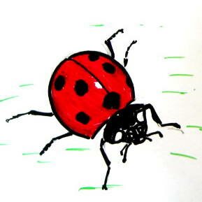Реалистический рисунок жука божьей коровки