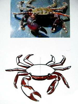 Краб рисунок Как нарисовать краба