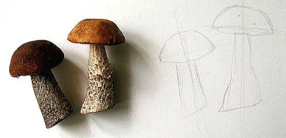 Рисунок грибы Рисуем грибы с натуры