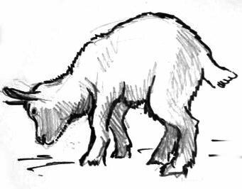 Рисунок Козлёнок 13